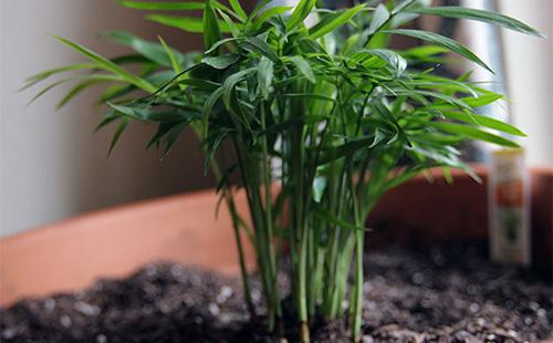 Как ухаживать за хамедореей, и почему растение лучше высаживать кучно