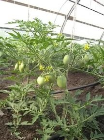 Распространенные сорта томатов для теплицы, устойчивые к фитофторе