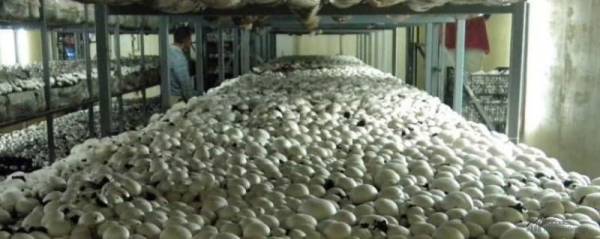 Многозональная технология выращивания грибов шампиньонов