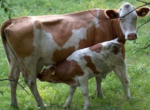 Кровянистые выделения у коровы при осеменении