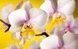 Цветок Венерин башмачок с фото - описание и уход в домашних условиях