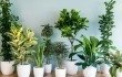 Герань тюльпановидная - описание растения с фото, выращивание и уход в домашних условиях