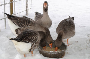 Как кормят гусей зимой: заготовка корма в домашних условиях
