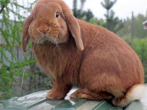 Особенности породы кроликов Баран