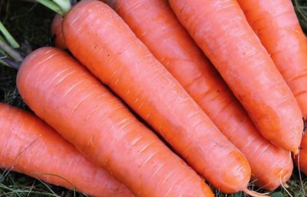 Посадка моркови в открытый грунт весной: правила и советы новичку