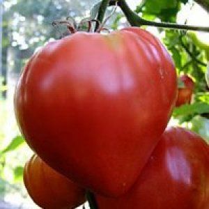 Томат клубничное дерево: фото и описание, рекомендации по уходу за помидорами
