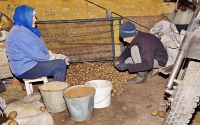 Все о правильном хранении картофеля в овощехранилище: условия, температура, этапы и методы