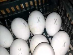 Инкубация гусиных яиц: что важно знать новичку и профессионалу