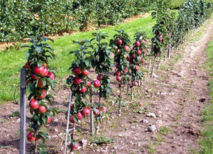 Особенности выращивания колоновидной яблони сорта Васюган