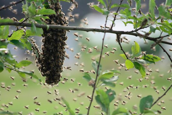 Как распознать и предотвратить роение пчел