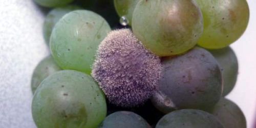 Описание сорта винограда Совиньон
