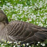 Порода серый гусь: описание и содержание птиц