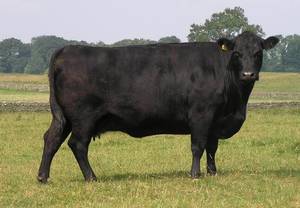 Популярные мясные породы коров и их характеристики