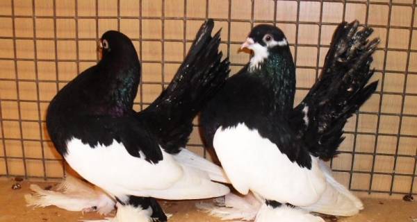Основные характеристики статных голубей
