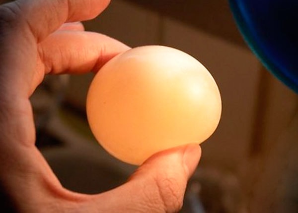 Что означает отсутствие скорлупы на куриных яйцах