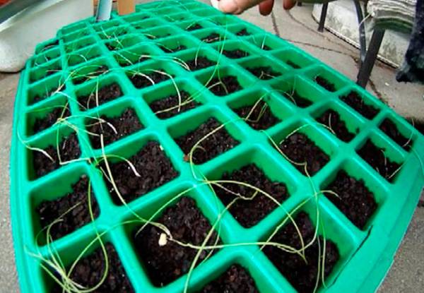 Выращивание репчатого лука через рассаду