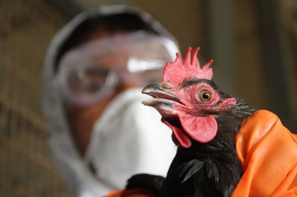 Птичий грипп у кур: признаки, стадии, защита от заражения