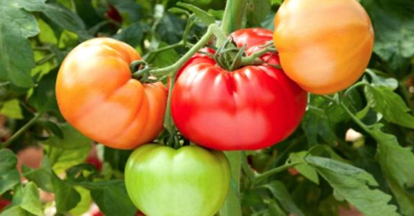 Особенности выращивания помидоров